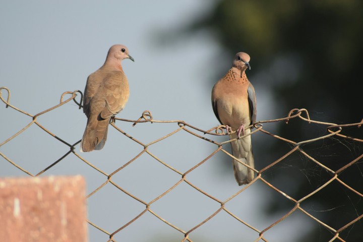 Cuckoo