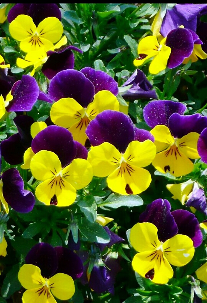 Yellow and Purple