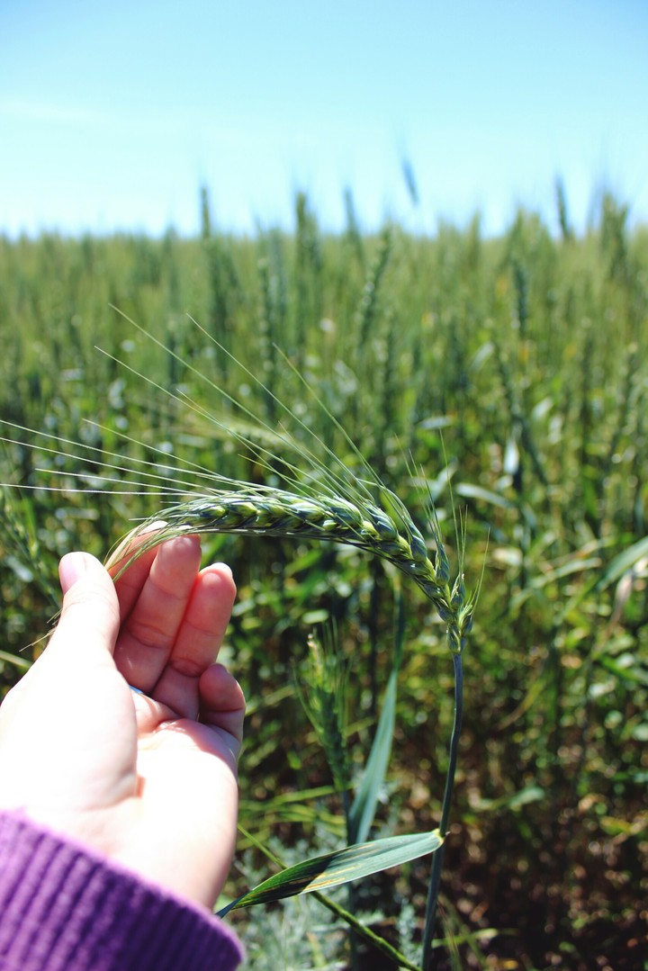 Wheat/Пшеница