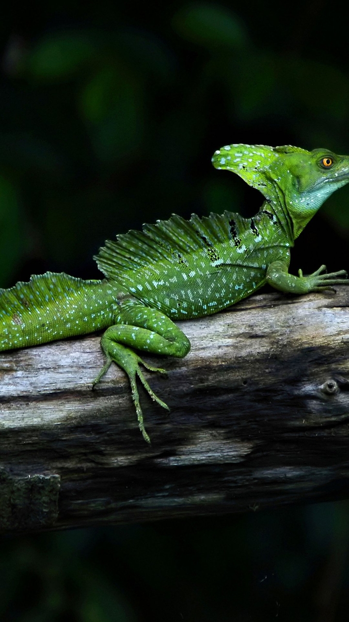 lizard