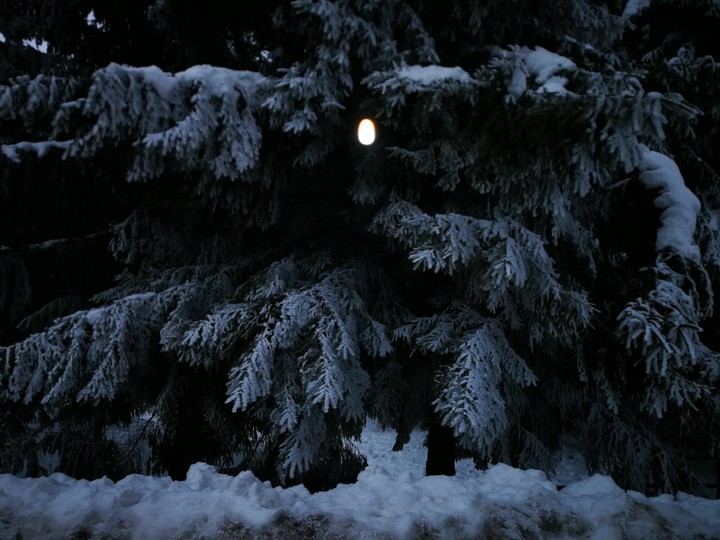 white trees