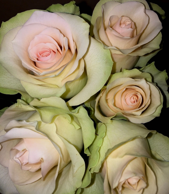fresh white roses