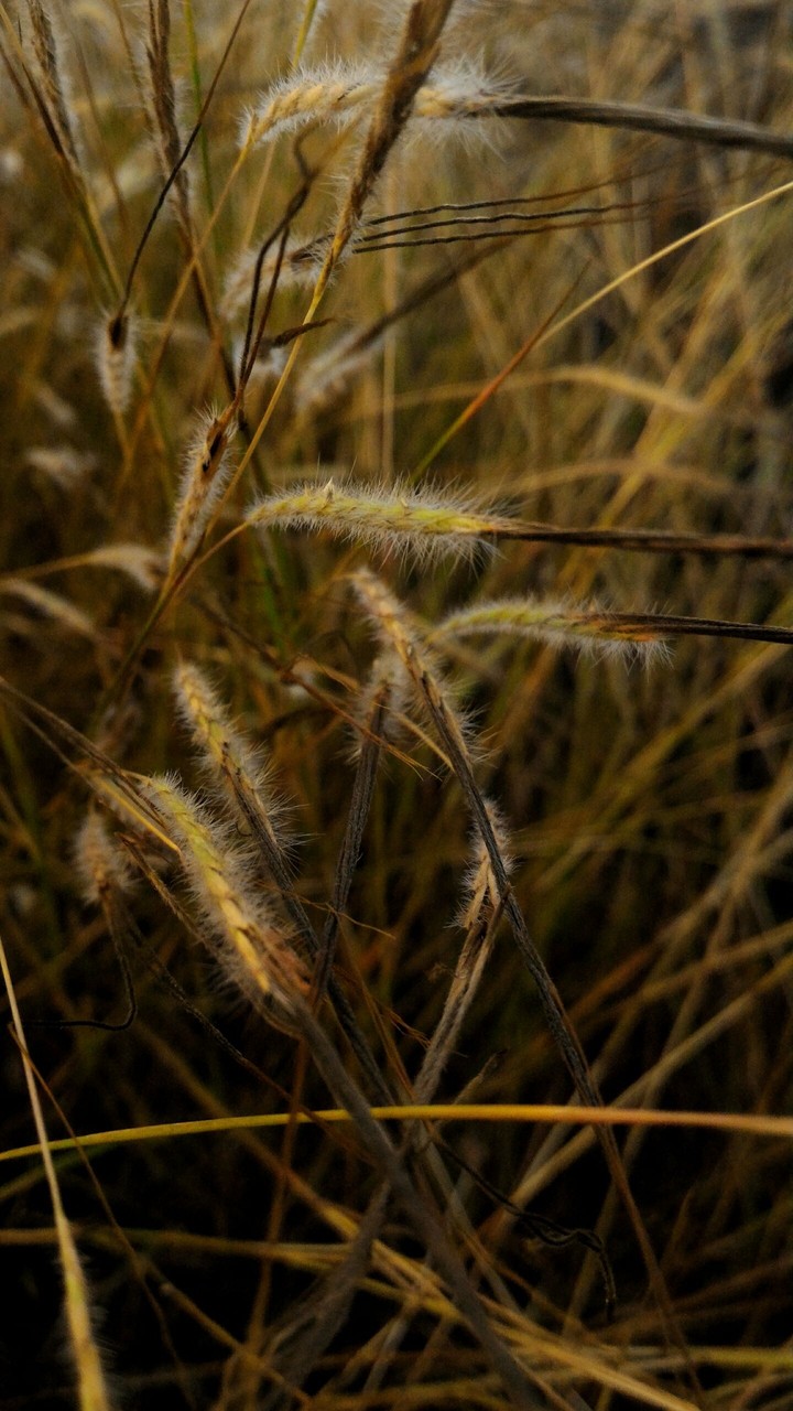 grass