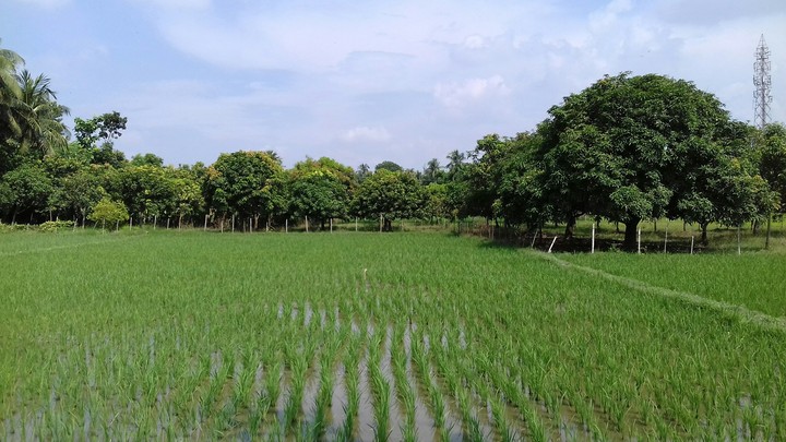 Mango Garden
