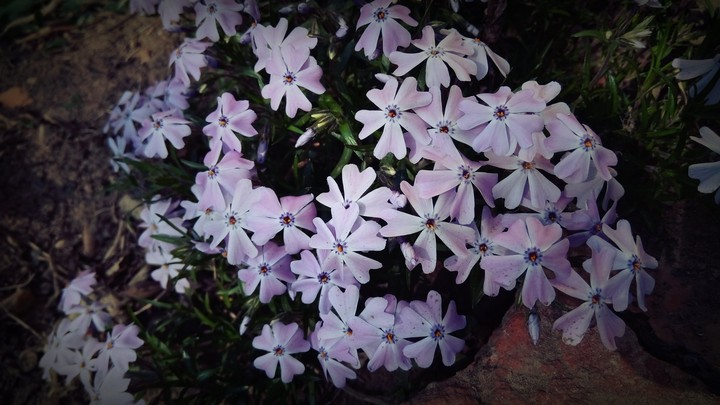 Purple flower