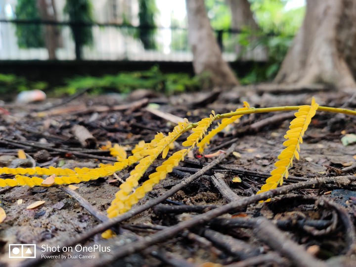 yellow leaf
