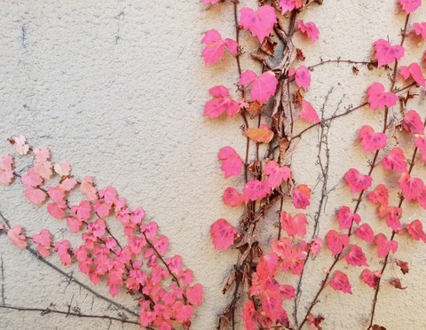 sfondi textile, branch