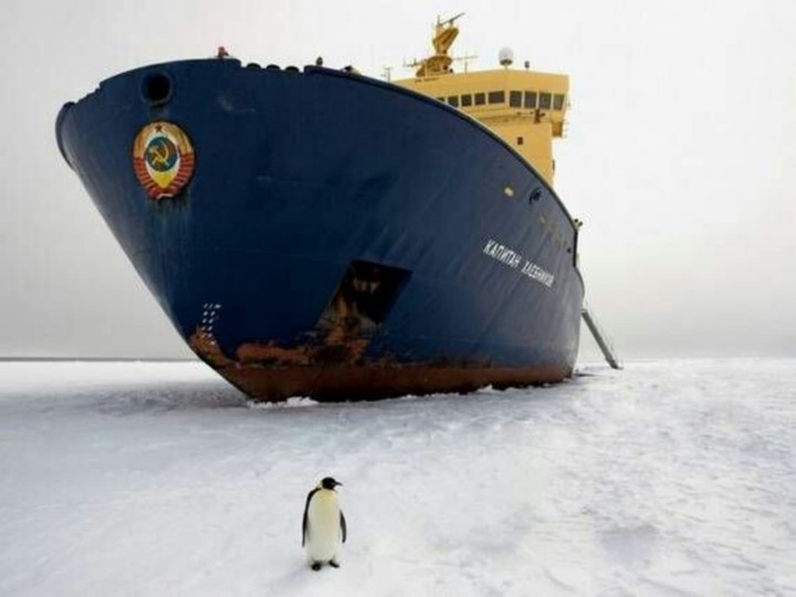 Icebreaker and penguin