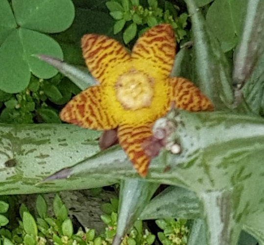 flor de cactus
