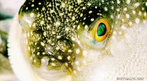 pufferfish, Fish achtergronden