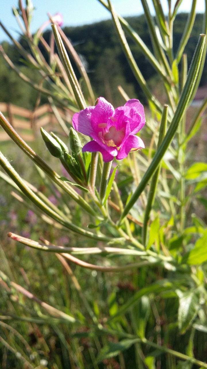Pink flower