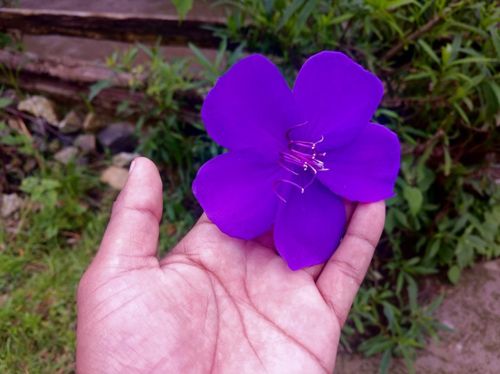 FLOR PÚRPURA, TOMADA EN HUEYAPAN, MORELOS.