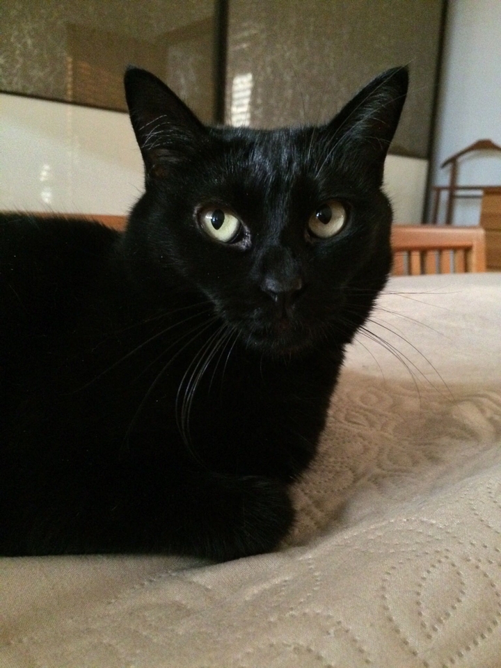 “The cat is on the bed”