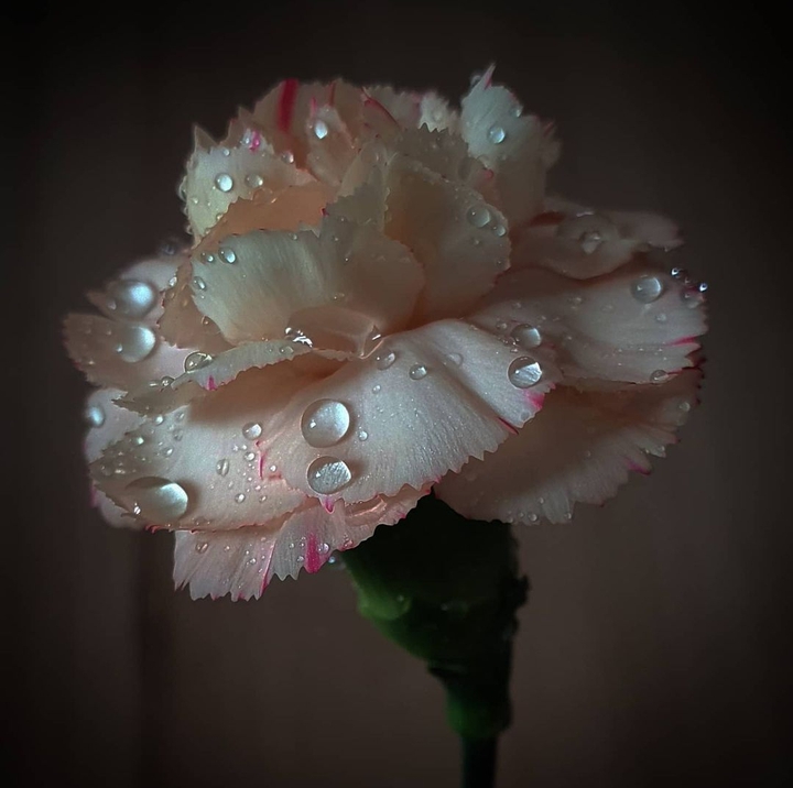 Carnation