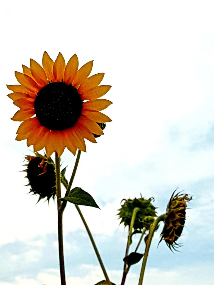 girasole