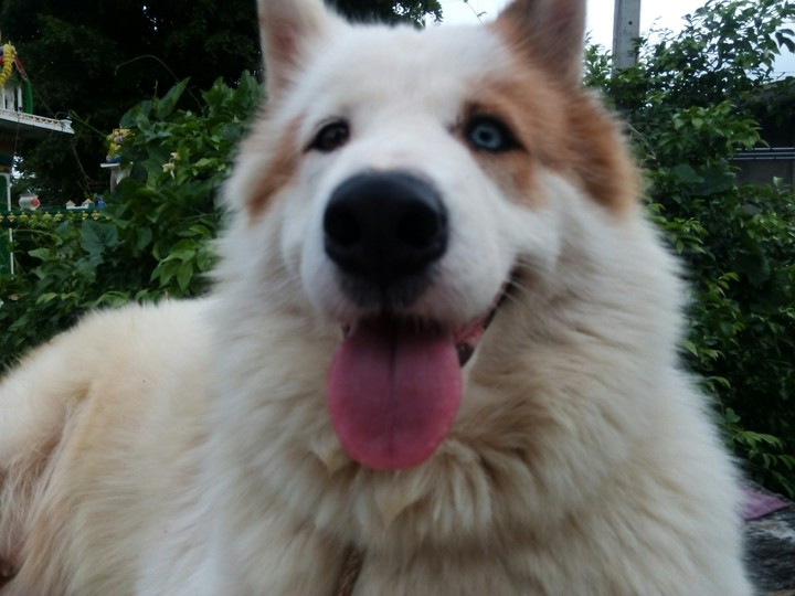 hidog