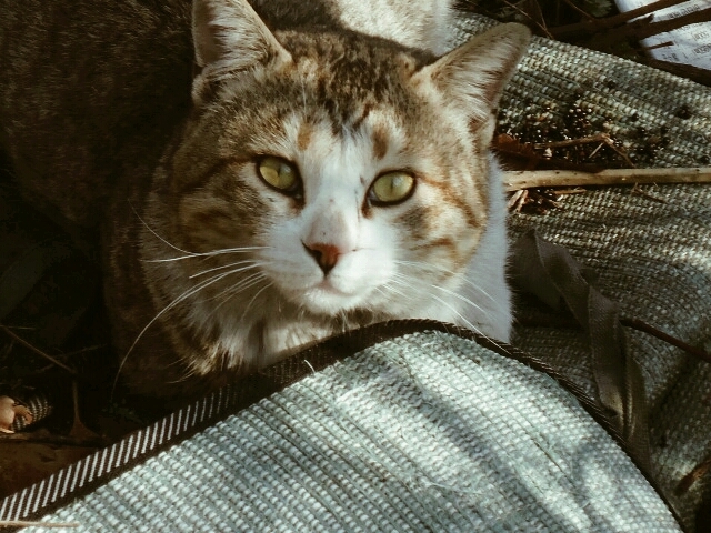 Cat ..!