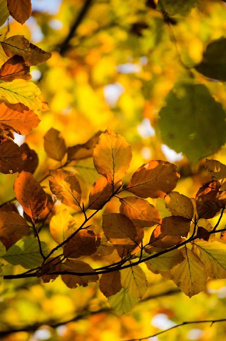 autumn