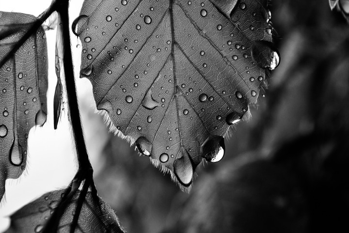 black and white
