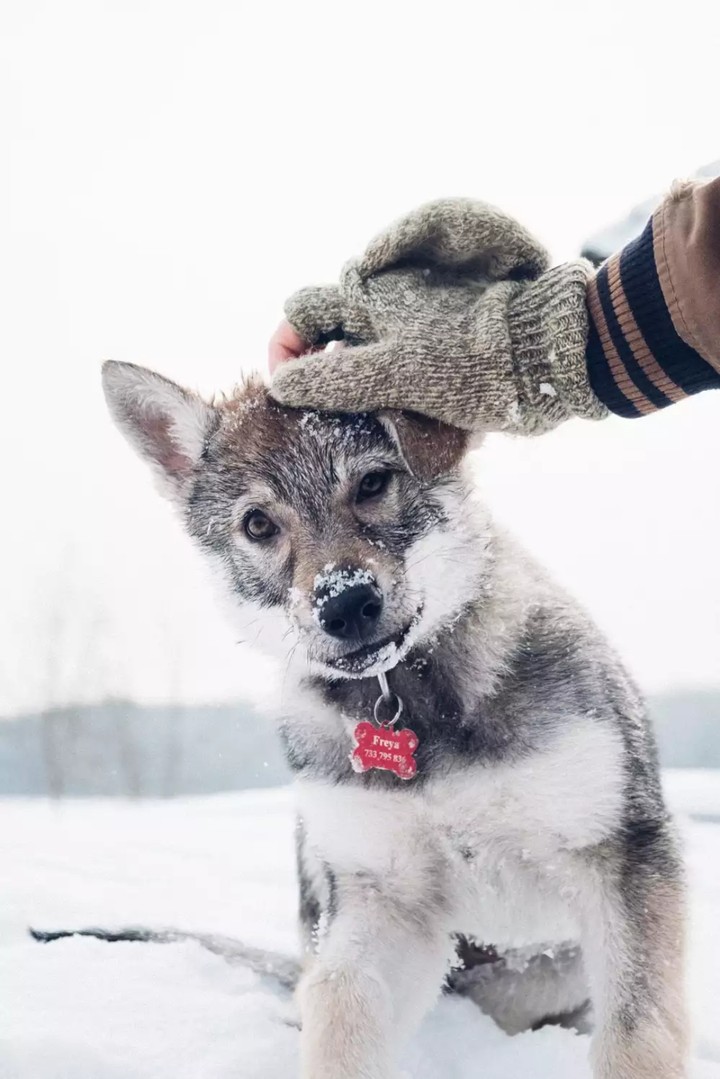 Wolfdog