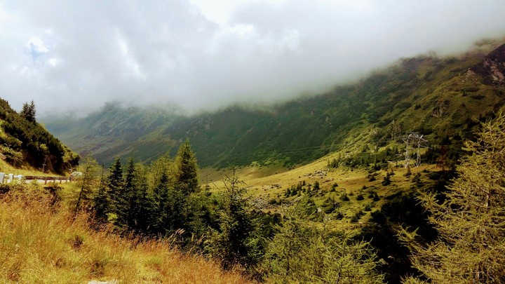 Forest from Romania