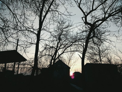 branch, tree壁纸