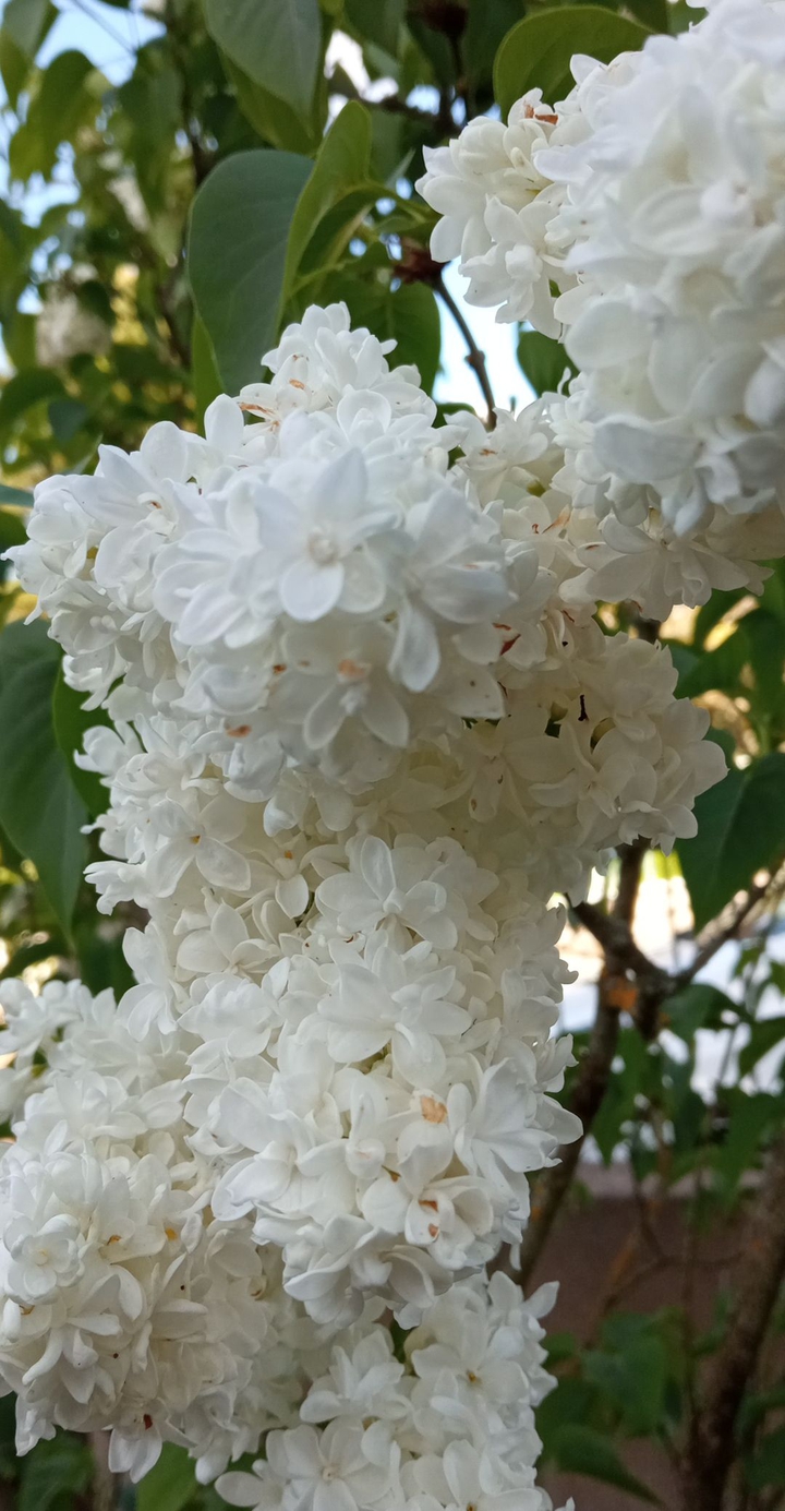 fleure blanche