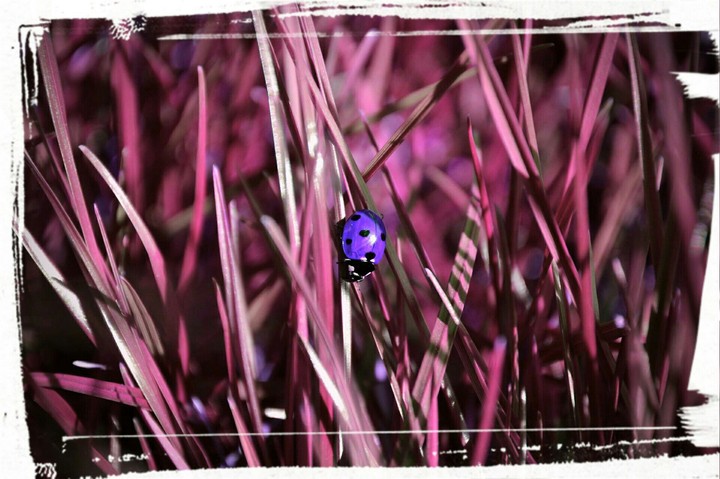 ladybug