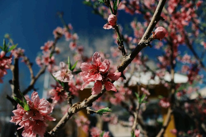 cherry blossom