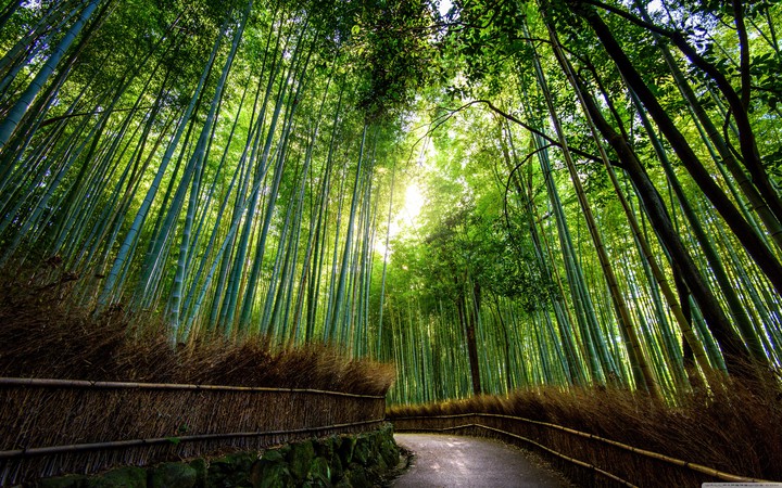 bamboo