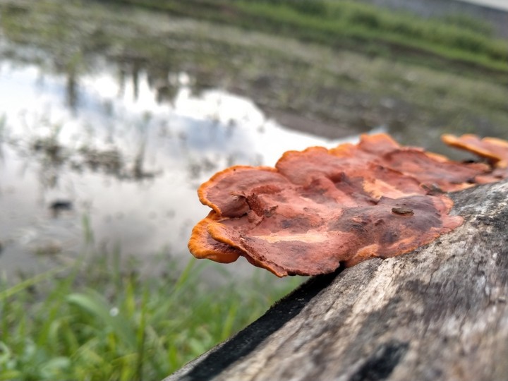 mushroom