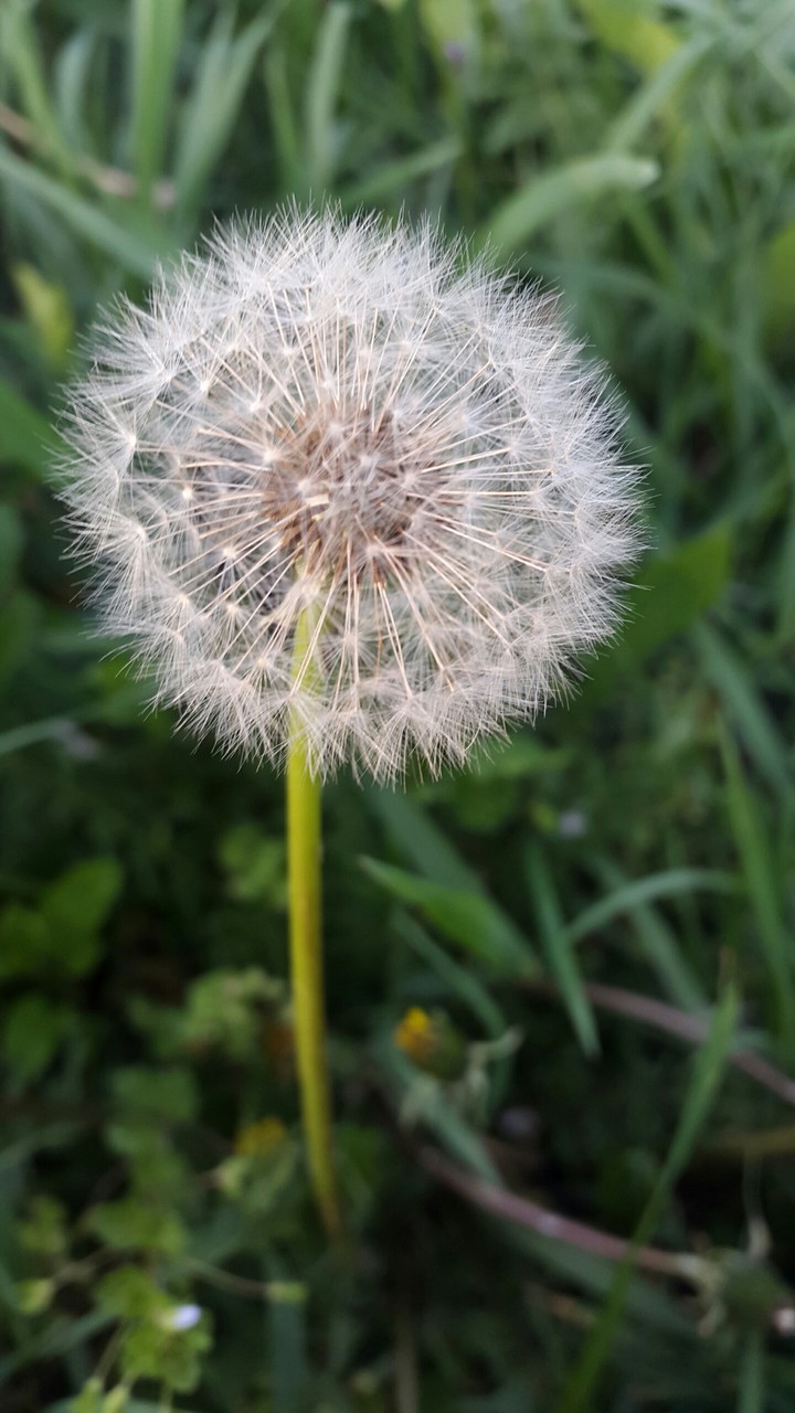 spring love