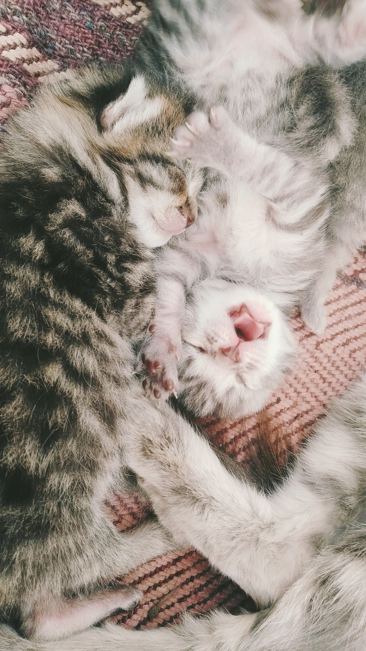 Kat