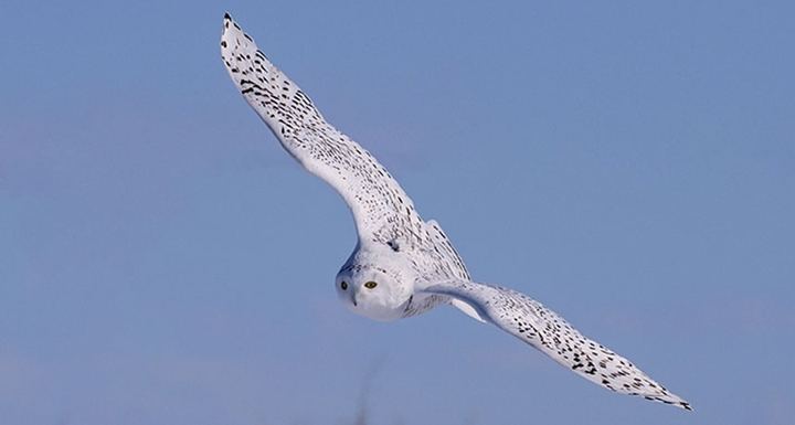 Snowy Owl