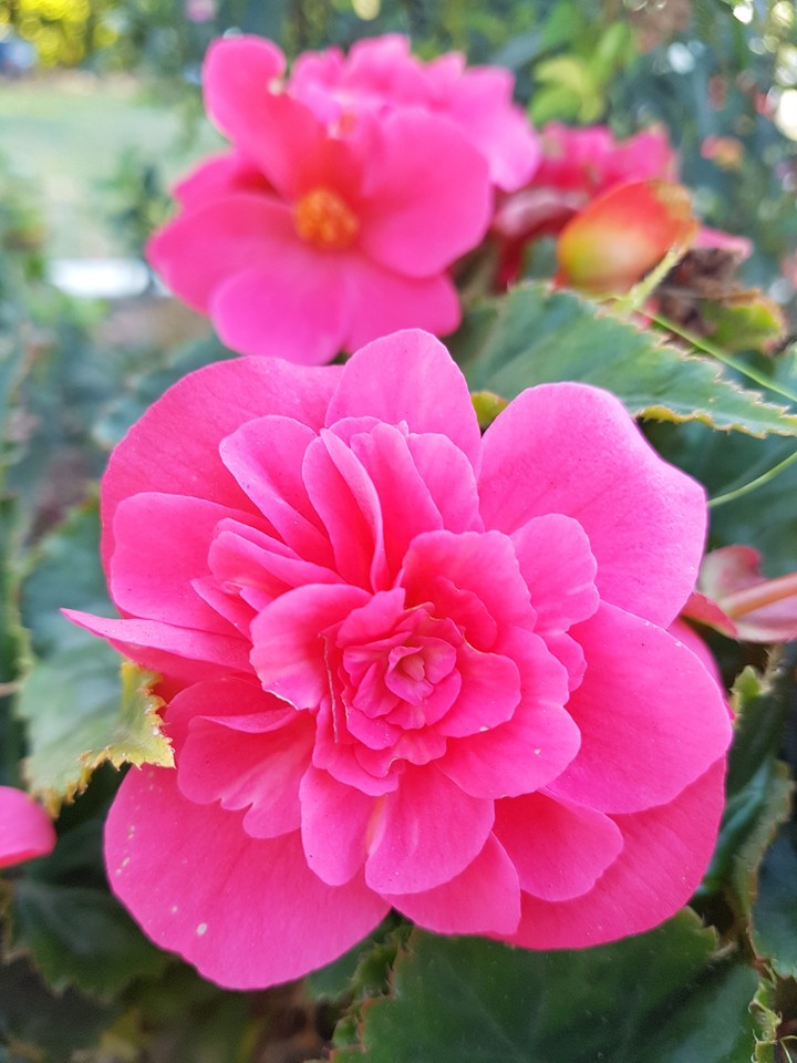 wunderschöne Blume