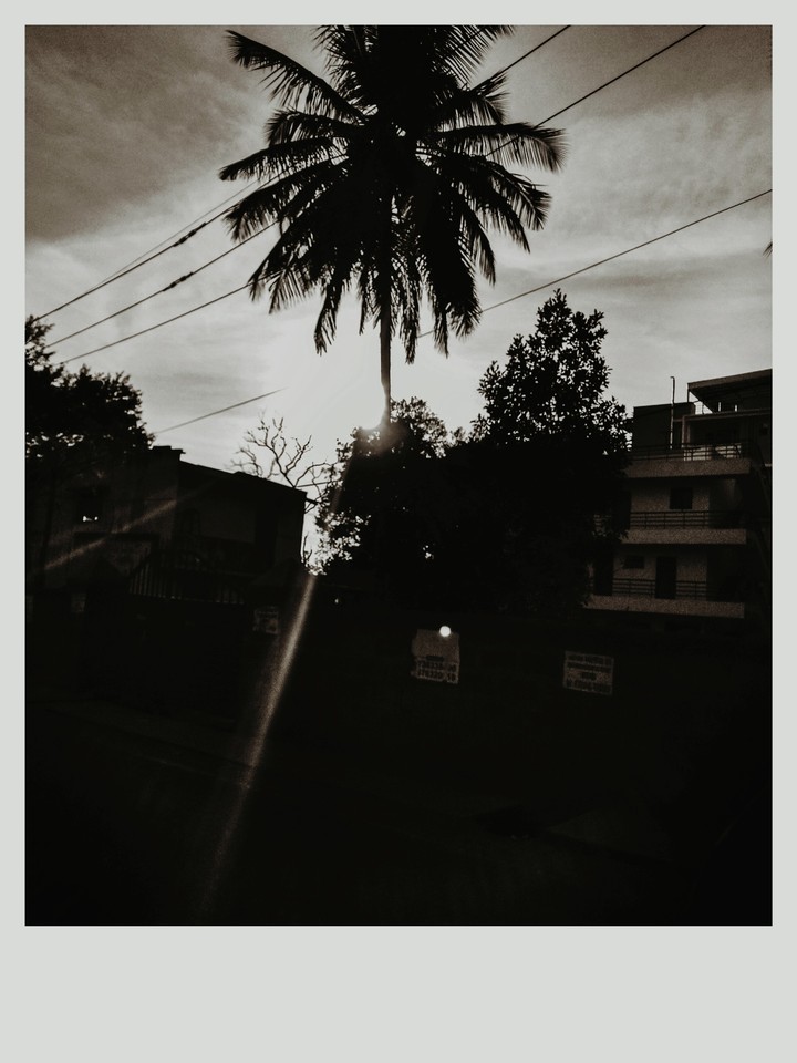 sunset behind coconut tree