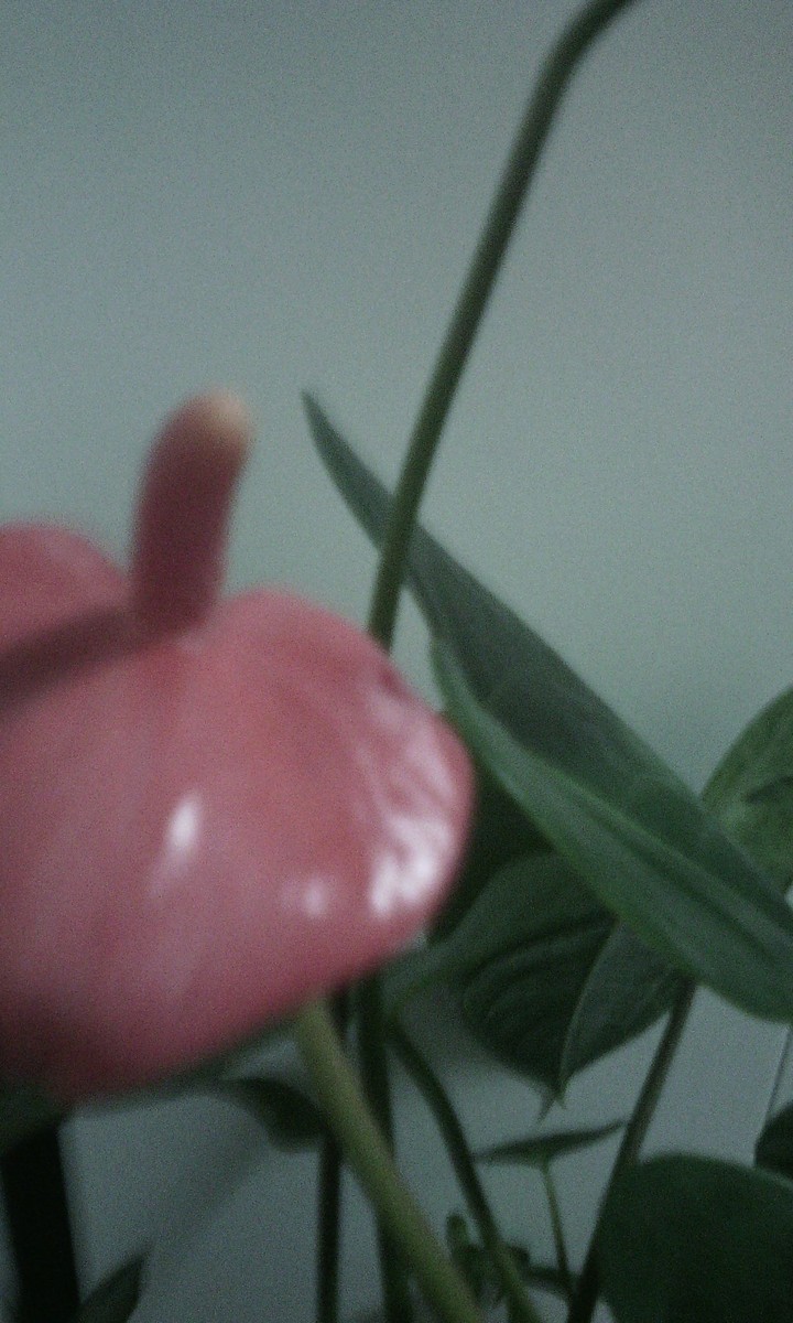 flowerpower