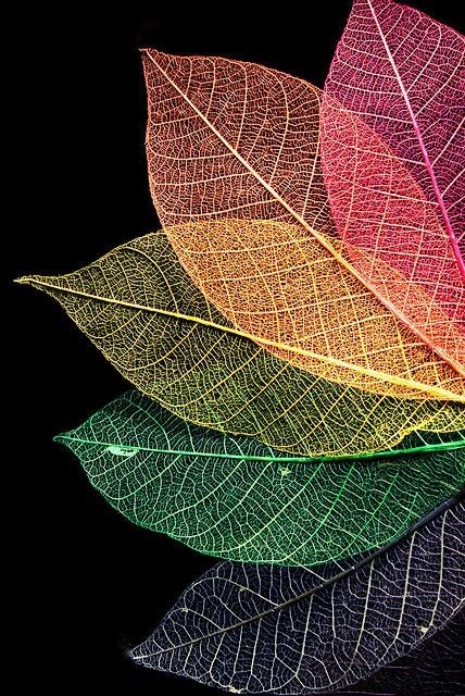 leafs