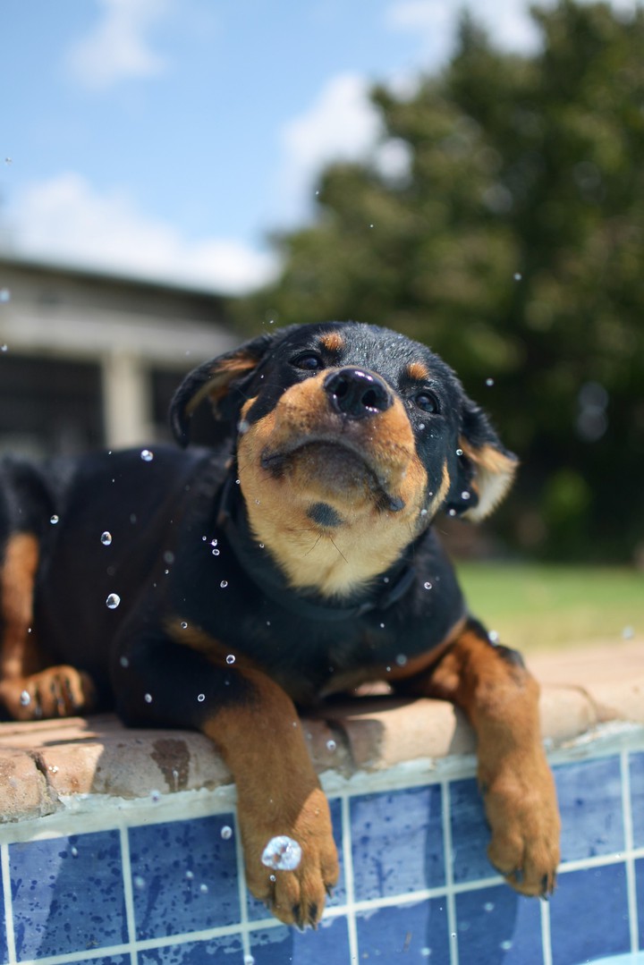 cute brown-black dog