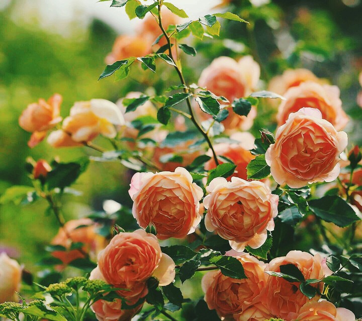 Rose