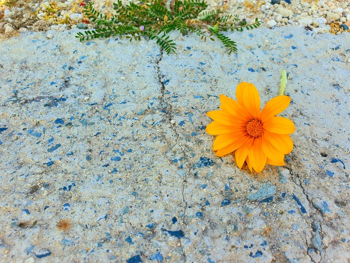 flower