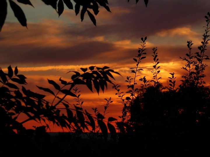 Sunset in my garden