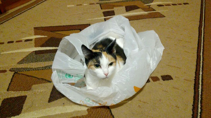 Кот в мешке ☺