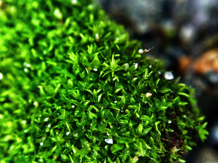 micro grass