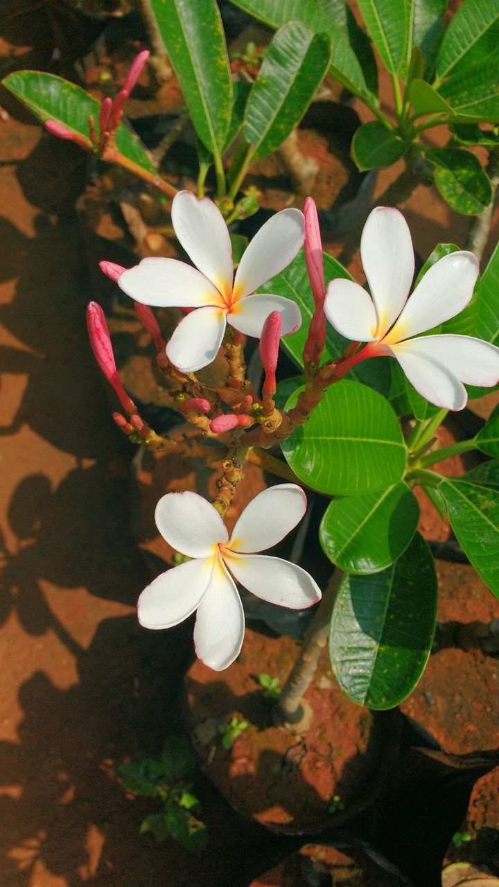 flowers