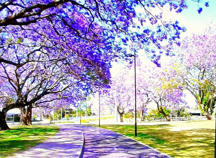 Cendero violeta