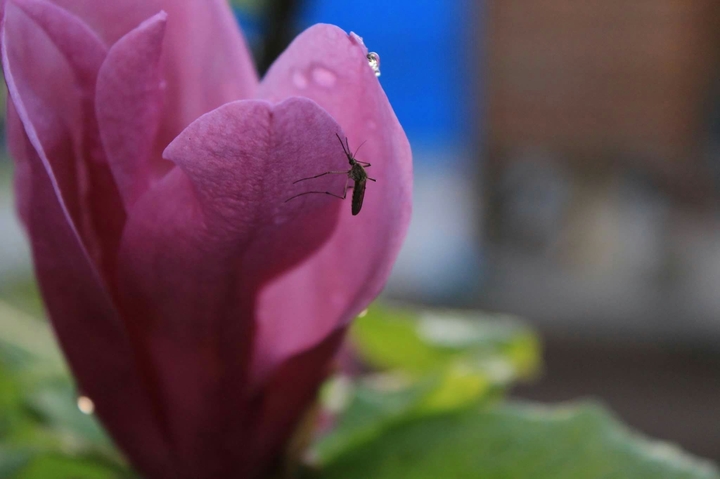 mosquito on flower