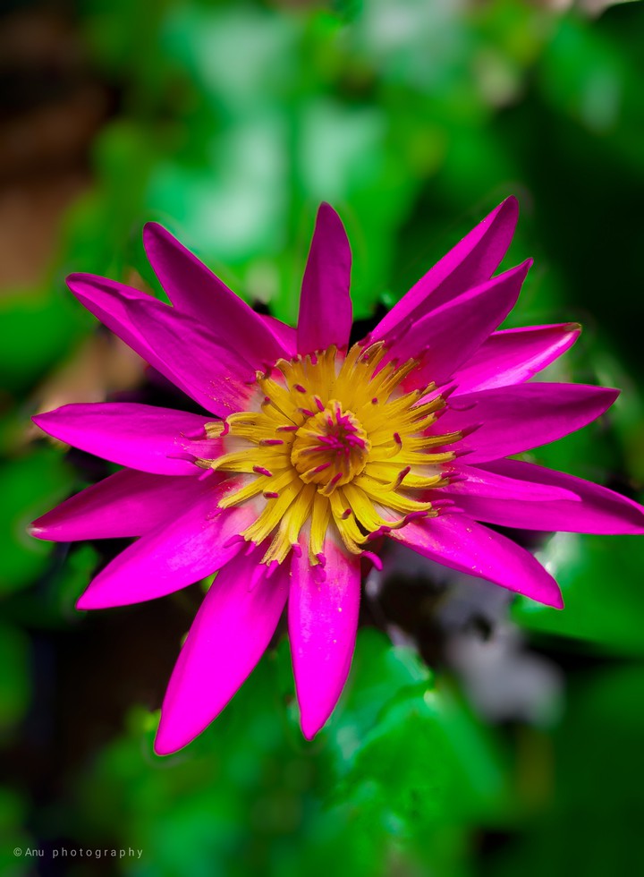 beautiful water lilly