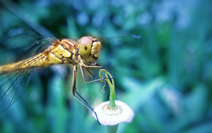Dragonfly