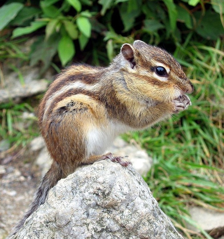 squirrel